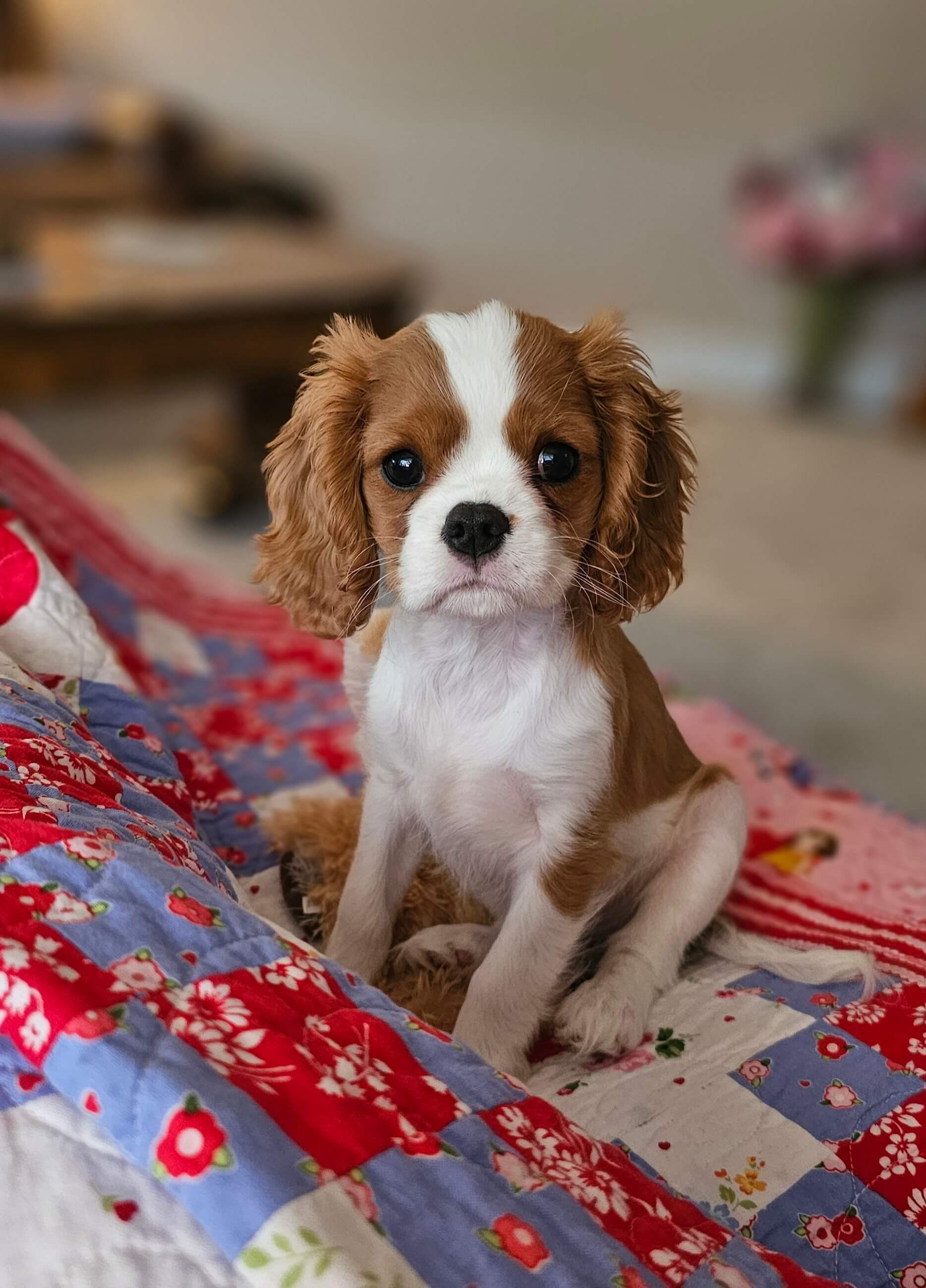 Introducing Biscotti: The Featherweight Pup