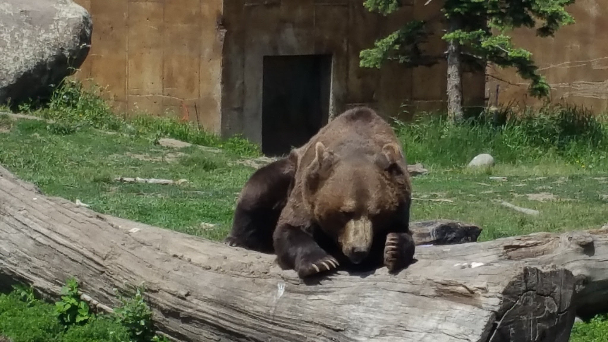 Grizzly Bears Up Close